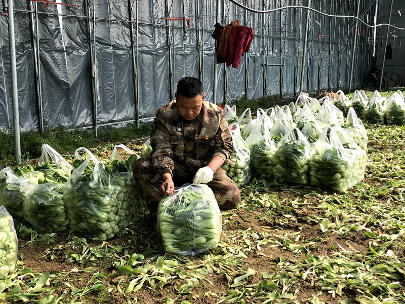河南沈丘：火神山英雄“同款”蔬菜再送30吨