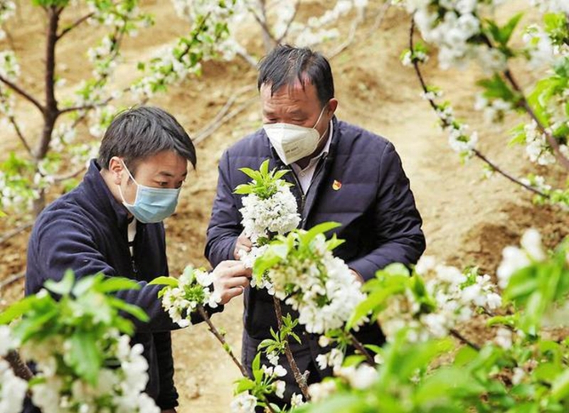 合阳县沟北村设施樱桃繁花似锦，预计清明前后上市。