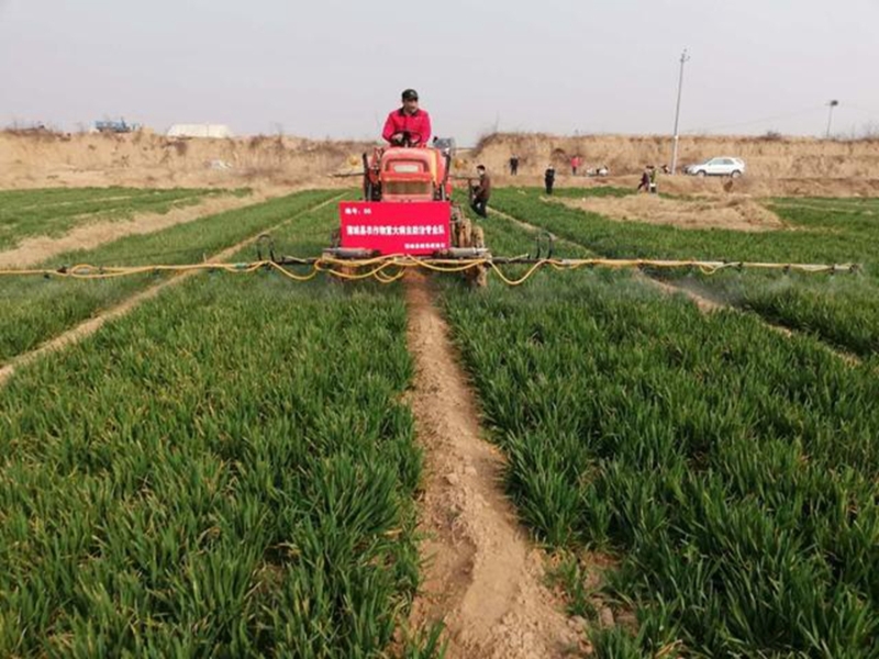 蒲城：“一喷两控”确保小麦丰产丰收。