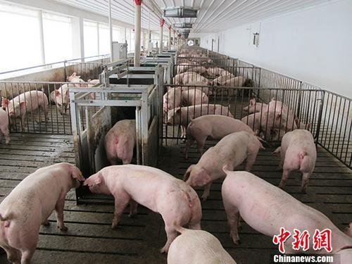 资料图：活猪养殖场。<a target='_blank' href='http://www.chinanews.com/'>中新社</a>记者 林浩 摄