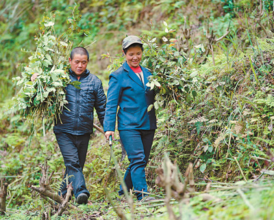 吴景辉和妻子杨翠群在山上收获钩藤。