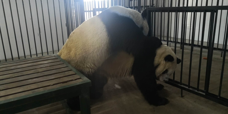 雄性秦岭大熊猫七仔、二郎首次成功自然交配