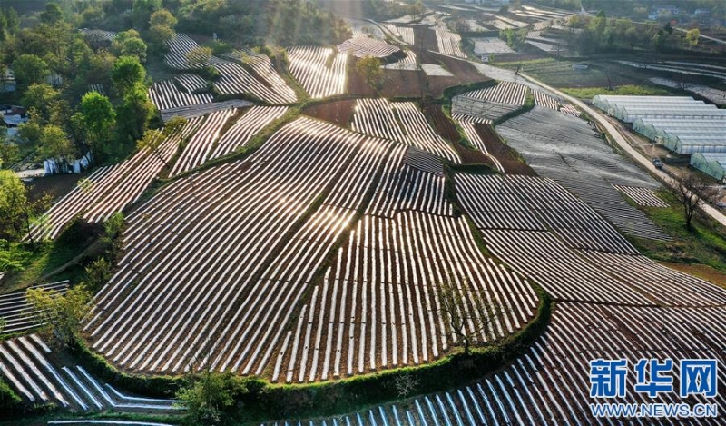 （美丽中国）（1）陕西洛南：地膜田园风光