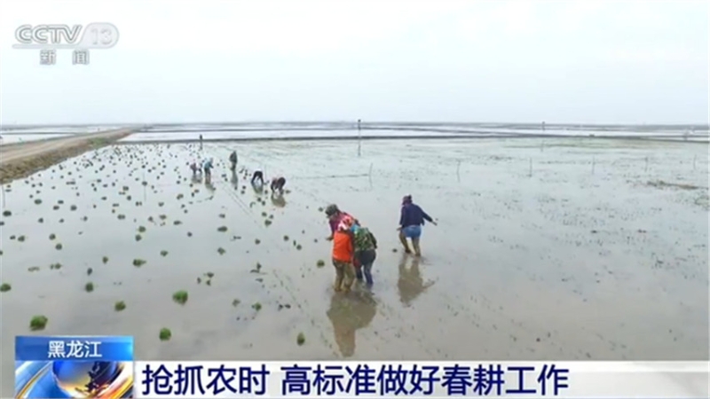 今年黑龙江全省粮食播种面积约2.155亿亩 同比增加43万亩