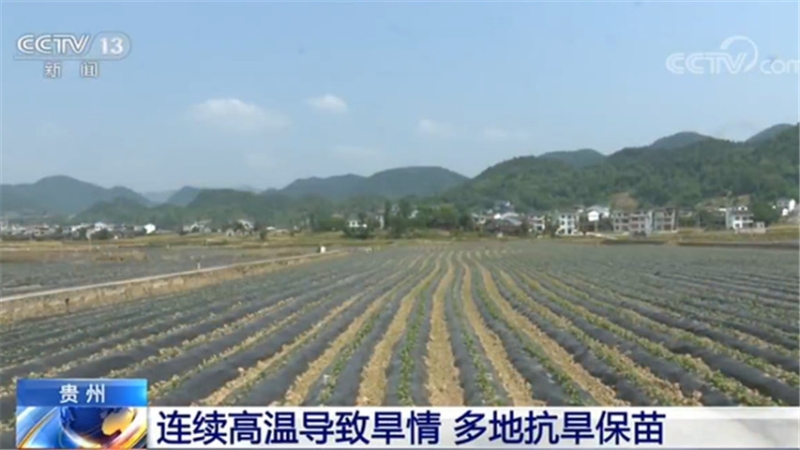 贵州省思南县：27个乡镇集中连片种植红薯2万多亩
