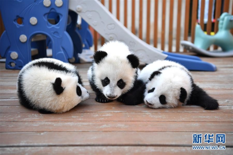 （环境）（3）秦岭脚下的熊猫乐园