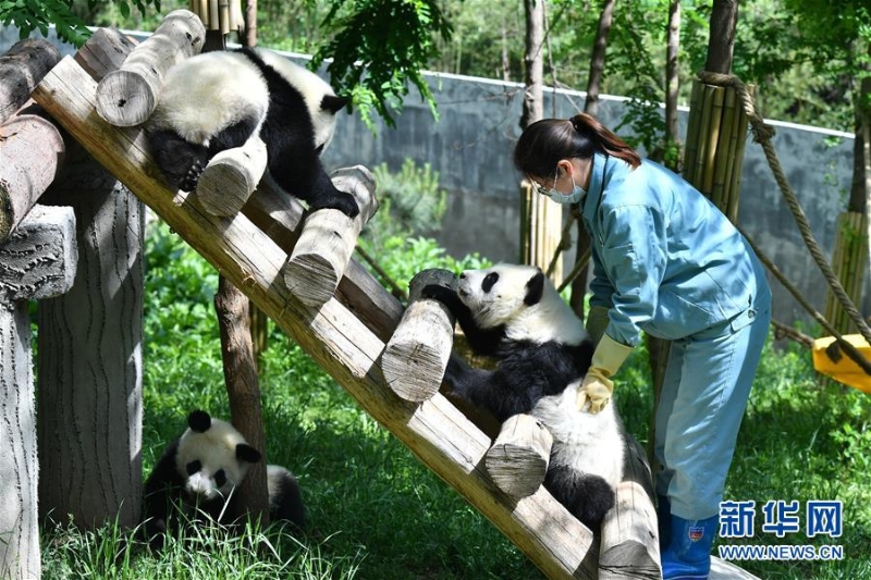 （环境）（4）秦岭脚下的熊猫乐园