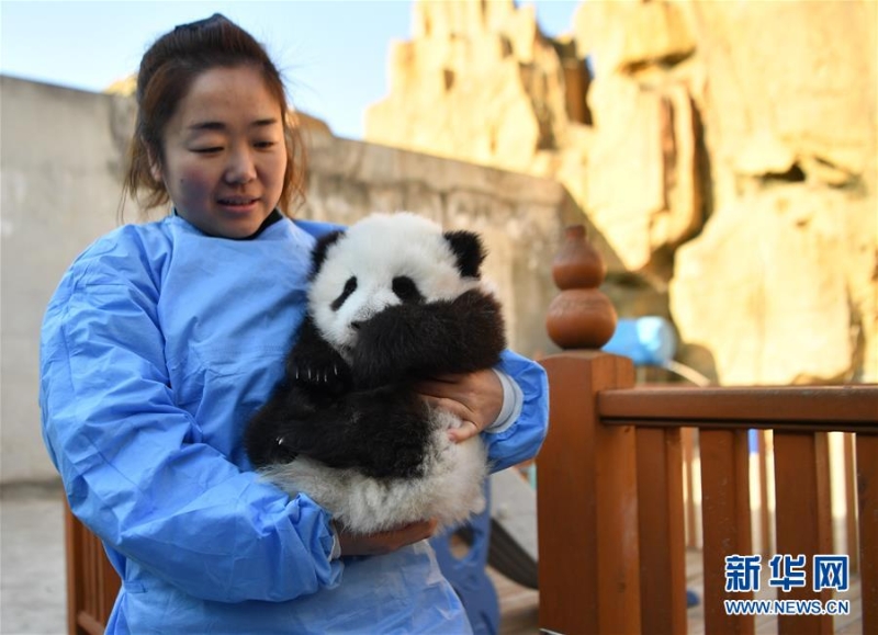 （环境）（7）秦岭脚下的熊猫乐园