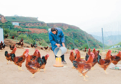 贫困户张丙申在土鸡场喂鸡。