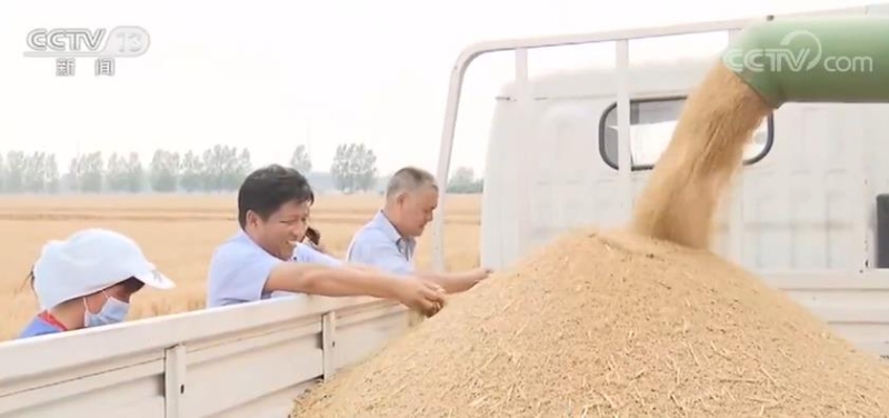 麦收一线观察：麦收进度近六成 优质专用小麦面积扩大