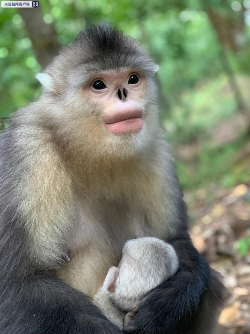  再添新丁！云南白马雪山国家级自然保护区滇金丝猴群数量稳步增长