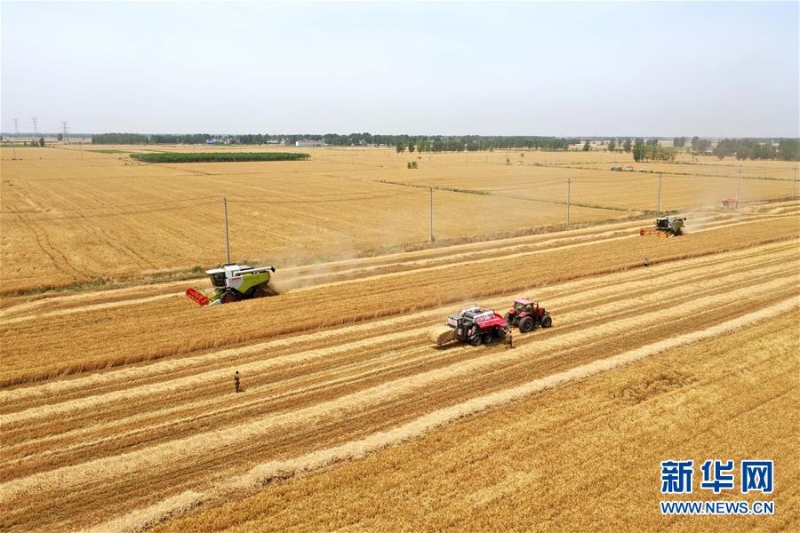 河南麦收基本结束 全国冬小麦单产纪录被刷新