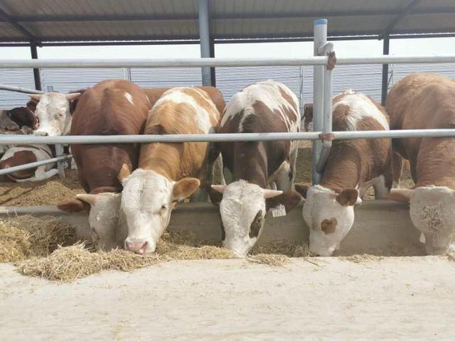 宁夏红寺堡：牛产业 “牛”在哪？