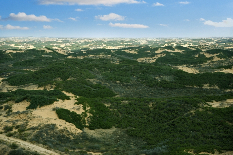 陕西林草植被大幅增加  沙区森林覆盖率显著提高