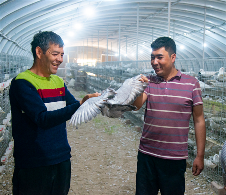 新疆洛浦：发展养殖出实招 村民收入节节高