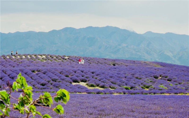 新疆霍城：“紫色经济”助力乡村振兴