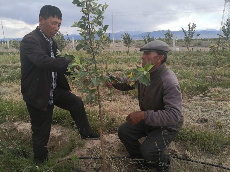 新疆察布查尔创新生态扶贫模式  