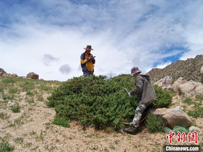 跨越537年 中国迄今最长灌木年轮宽度年表在青藏高原建立