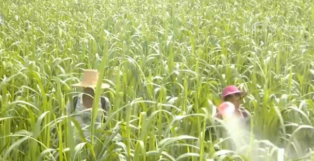 广西罗城：“双高”甘蔗基地“加减法”助力脱贫