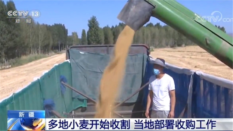新疆：多地小麦开始收割 当地部署收购工作