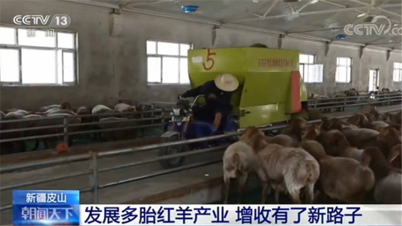 新疆皮山：发展多胎红羊产业 增收有了新路子
