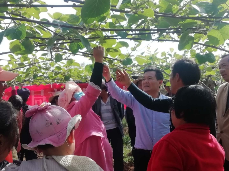 眉县农机专家为贫困户指导猕猴桃种植技术