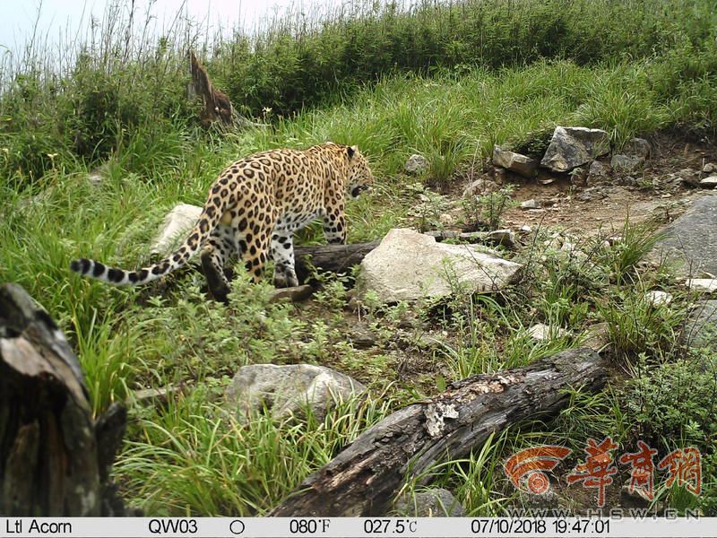 金钱豹是秦岭野生动物中的“大BOSS” 红外相机多次拍到影像