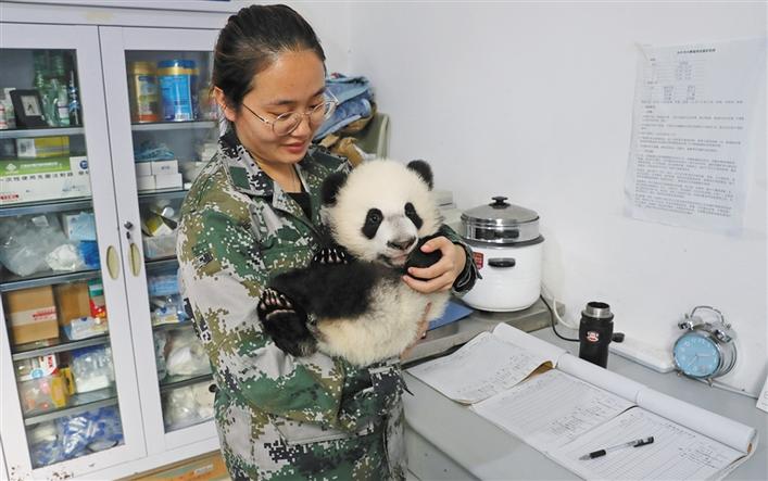 当好秦岭生态卫士|秦岭有生灵 ——一只秦岭大熊猫的自述