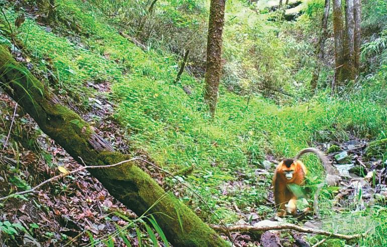 保护区内发现野生金丝猴“秦岭四宝”齐聚留坝