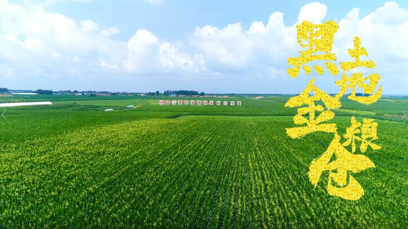 习近平吉林行丨首站来到梨树县国家绿色玉米生产基地