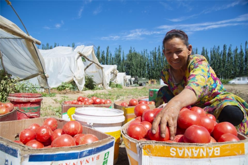 新疆洛浦：特色种植带动村民稳定增收