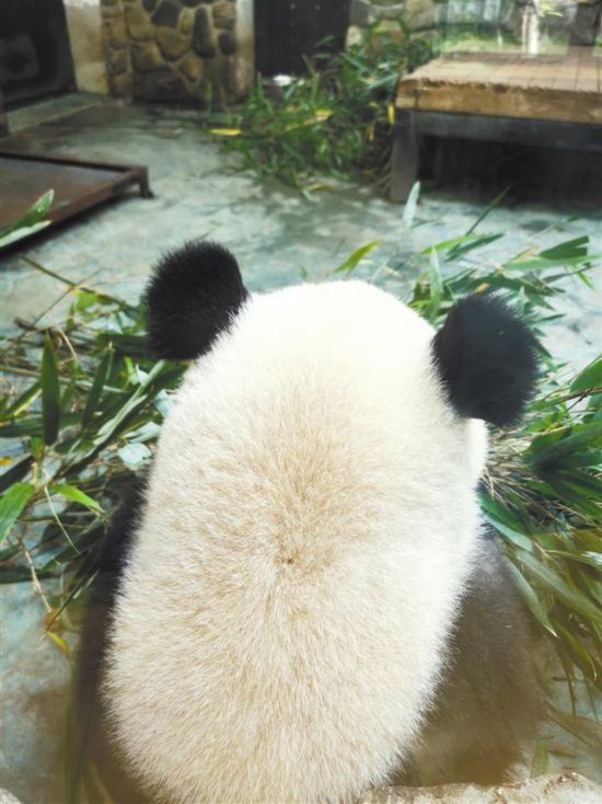 大熊猫新“IP”的诞生 ——“大熊猫国家公园（秦岭）特色小镇”设立背后的四十二年历程