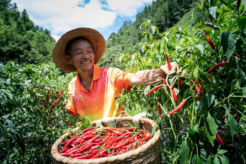 贵州天柱“三带”带出辣椒产业红