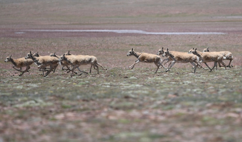 可可西里：多方守护藏羚羊安全回迁