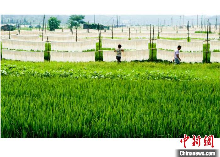 村民在田野上晒米面的场景。小芝镇人民政府提供