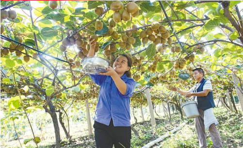 上半年陕西水果网络零售额居全国第二 鲜食水果网络零售额同比增长60.70%