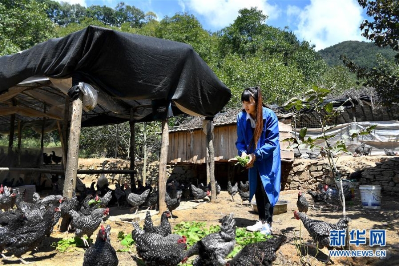 （图片故事）（2）秦岭山区女主播 抱着鸡儿做直播 