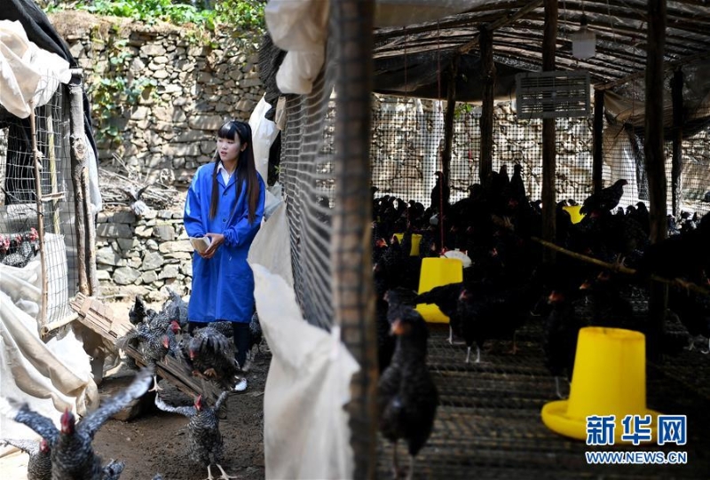 （图片故事）（4）秦岭山区女主播 抱着鸡儿做直播 