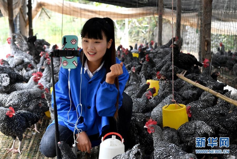 （图片故事）（6）秦岭山区女主播 抱着鸡儿做直播 