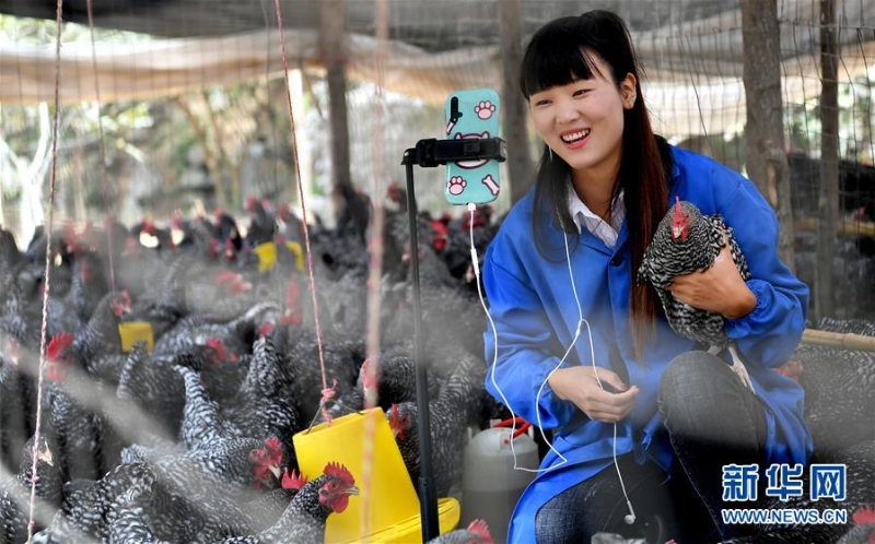（图片故事）（8）秦岭山区女主播 抱着鸡儿做直播 