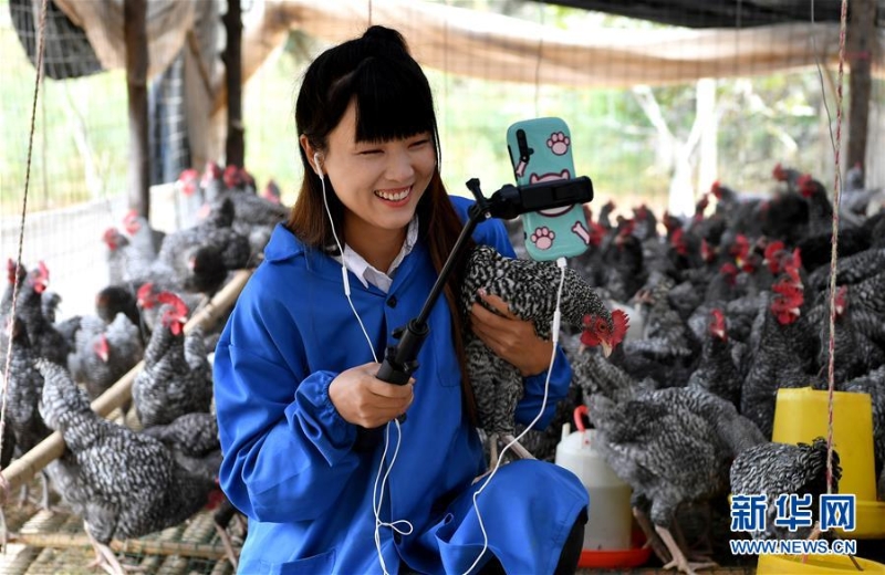 （图片故事）（9）秦岭山区女主播 抱着鸡儿做直播 