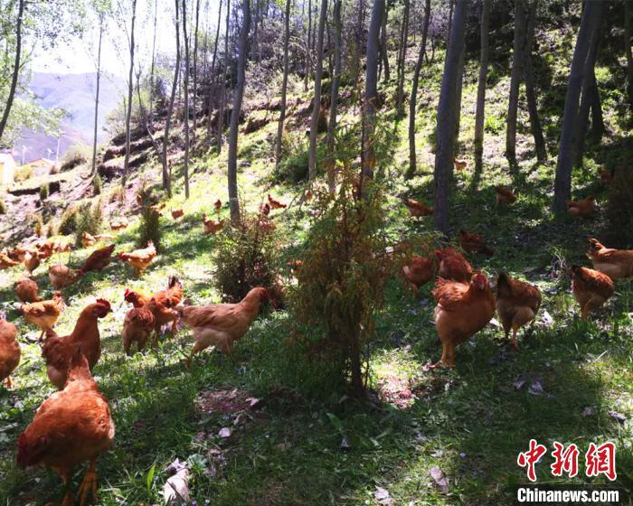 资料图：甘肃甘南藏族自治州卓尼县温旗村大山中放养的“沙棘鸡”。　史静静 摄