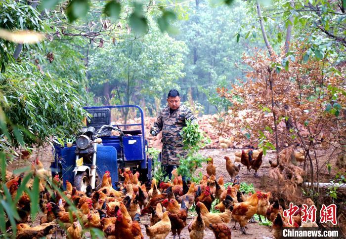 湖北枝江独手青年薛家培利用屋后现有的山地资源发展土鸡养殖业。　张圆 摄