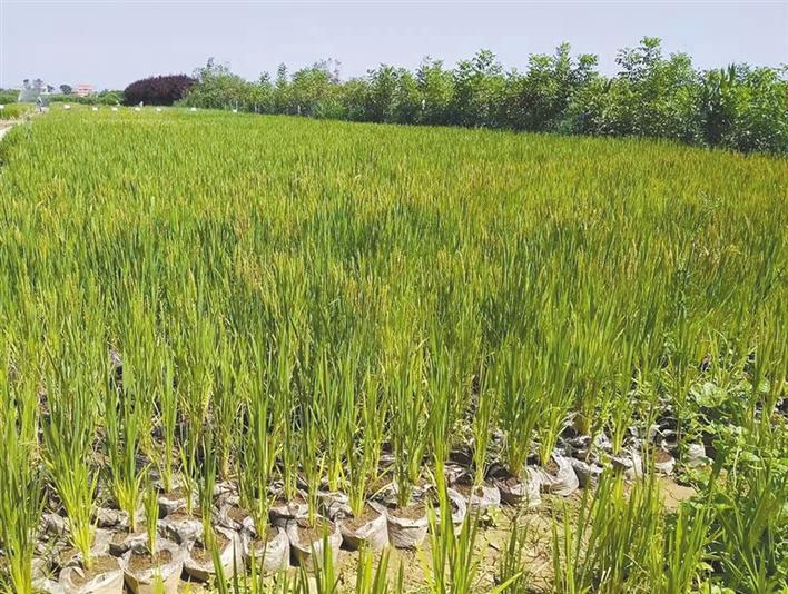 多肽有机基质旱稻在扶风种植成功