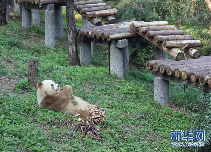 新华网|陕西：棕色大熊猫“七仔”的幸福生活