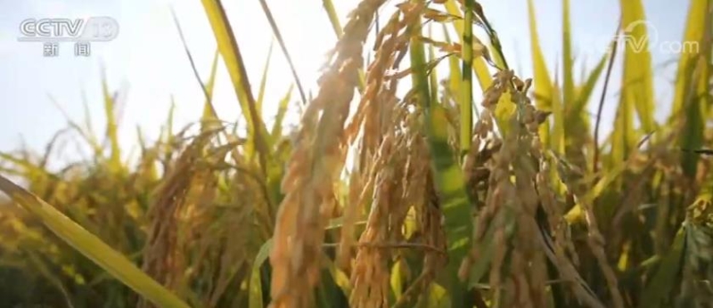今年秋收新亮点 水稻、玉米、大豆三大粮食作物绿色发展增势明显