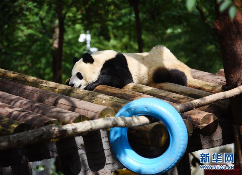 9月23日在秦岭大熊猫研究中心拍摄的大熊猫。