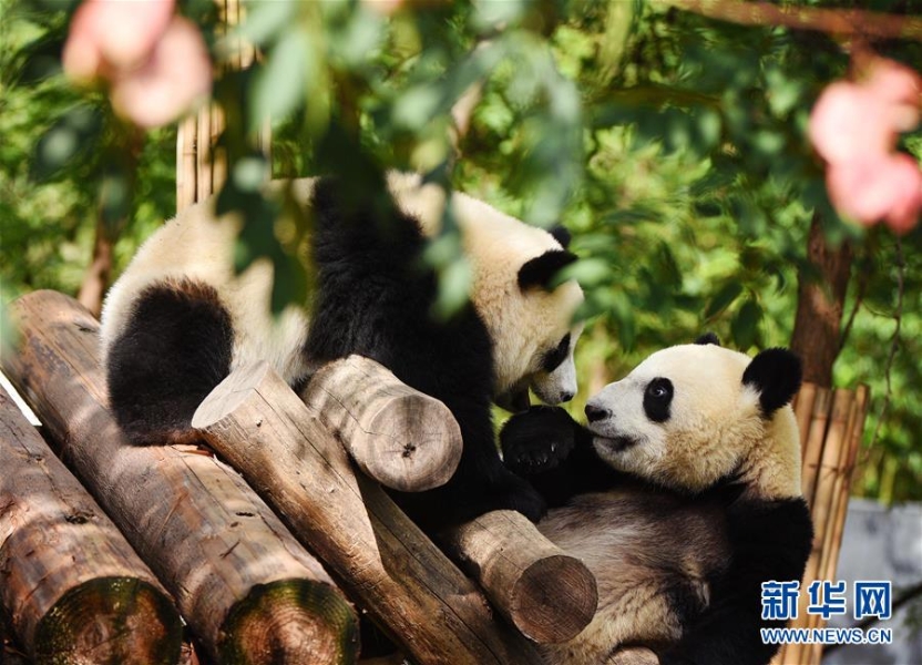 9月23日，大熊猫在秦岭大熊猫研究中心嬉戏。