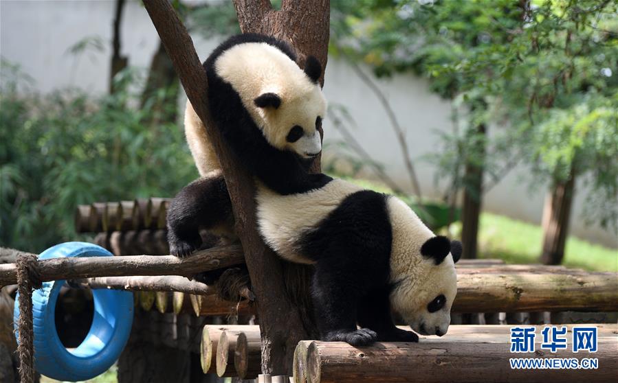 9月23日，大熊猫在秦岭大熊猫研究中心嬉戏。2