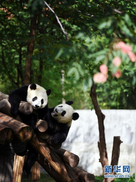 9月23日，大熊猫在秦岭大熊猫研究中心嬉戏。3